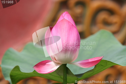 Image of Lotus flower