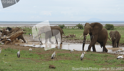 Image of savannah scenery with three Elephants and birds