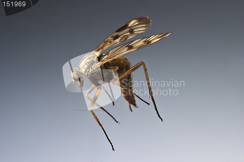 Image of Fly