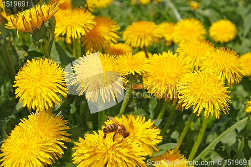 Image of Dandelion flowers in sunlight