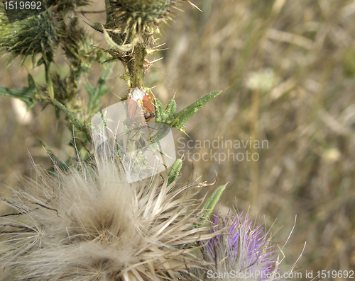 Image of stink bug on thistle