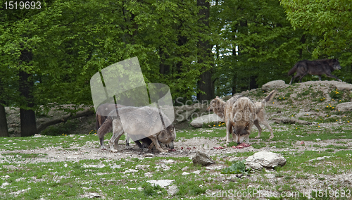 Image of pack of wolves at feed