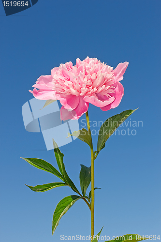 Image of Pink peony flower