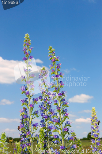 Image of Group of flowering plants