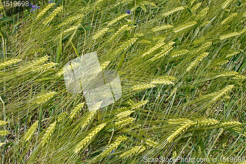 Image of Green barley ears