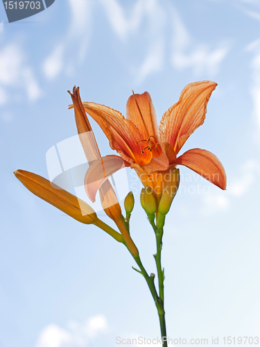 Image of Lily flower