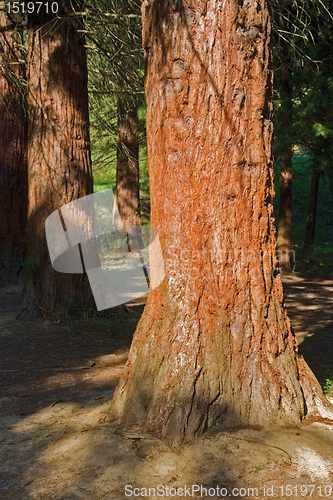 Image of sunny illuminated redwood stem