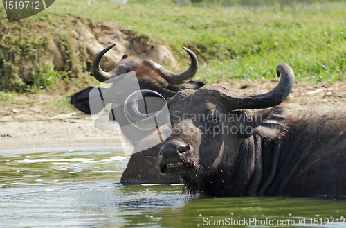 Image of African Buffalos in sunny ambiance
