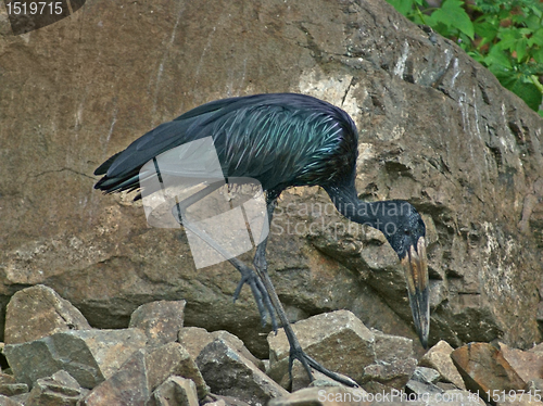 Image of African Openbill in stony back
