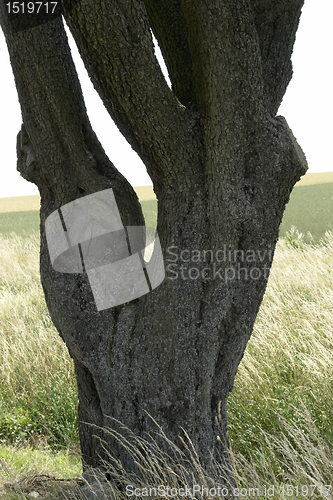 Image of adnate old tree trunk