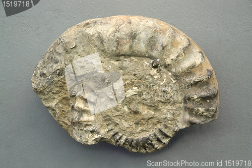 Image of fossil fragment