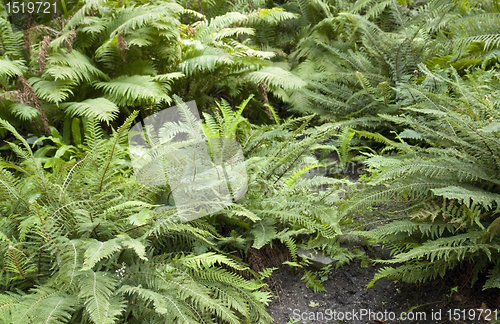 Image of fern plants