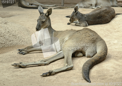 Image of kangaroos