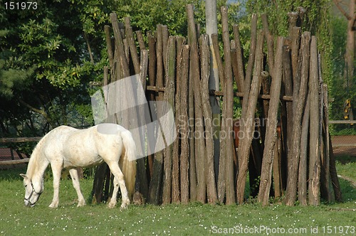 Image of White horse and trees