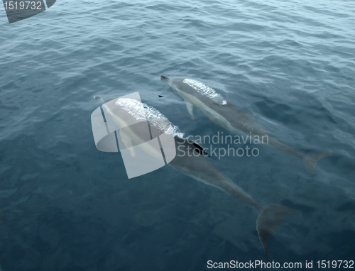 Image of rising up dolphins