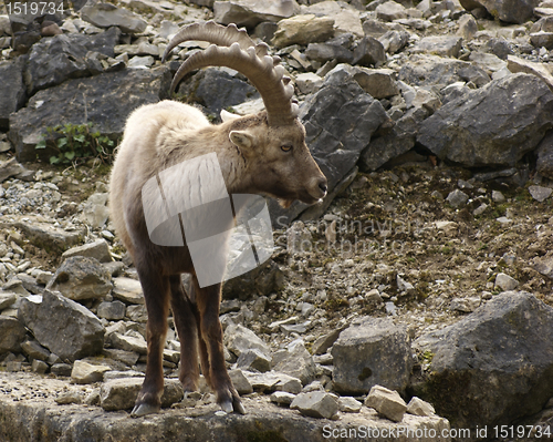 Image of Alpine Ibex in stony back