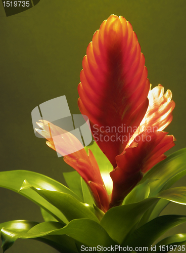 Image of red bromeliad