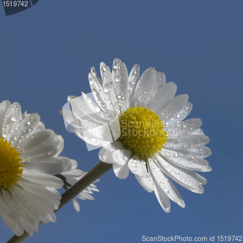 Image of wet daisy flower closeup