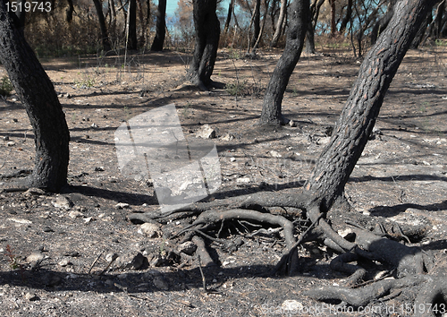 Image of arid forest ground