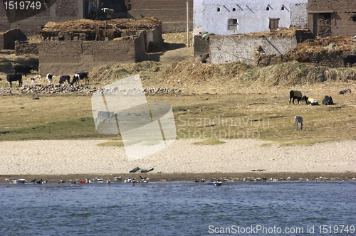 Image of rural scenery at River Nile