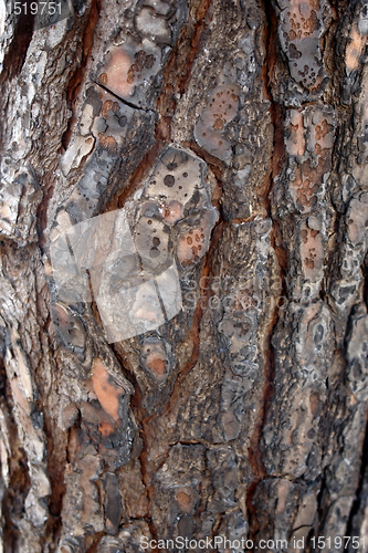 Image of burnt clefty bark detail