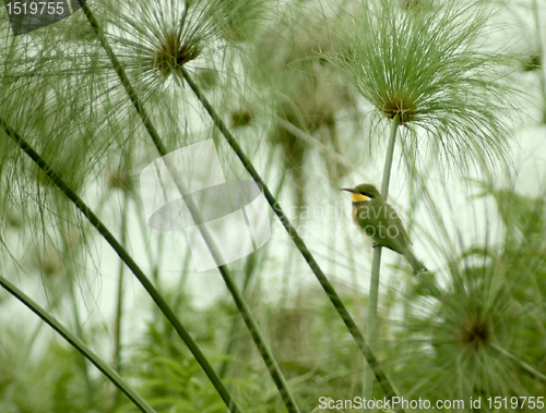 Image of little Bee-eater and Papyrus plants