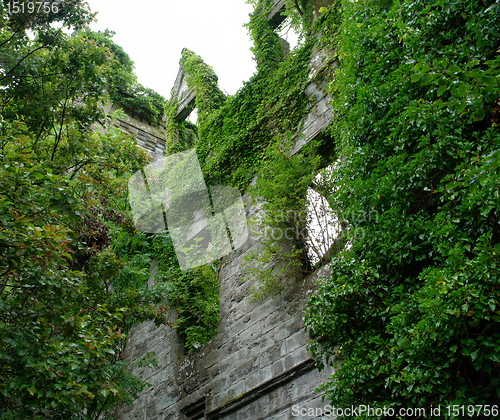 Image of detail of a overgrown ruin near Drymen