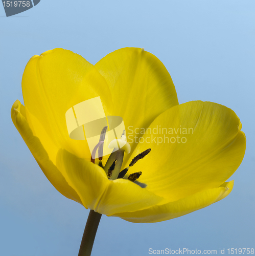Image of yellow tulip flower