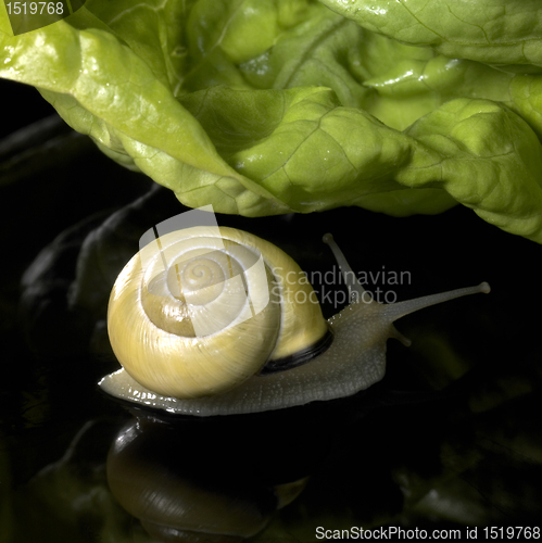 Image of yellow Grove snail and salad