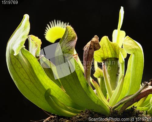 Image of carnivorous plants