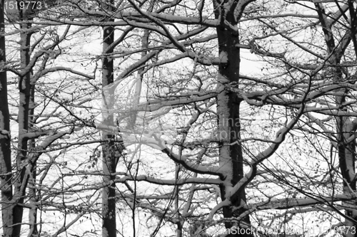 Image of twigs and snow