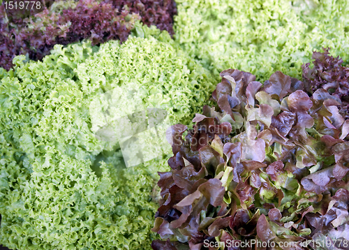 Image of red and green lettuce background