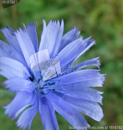 Image of blue Chicory flower