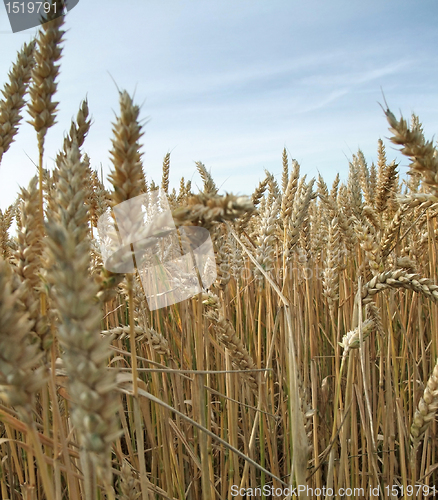 Image of wheat detail at summer time