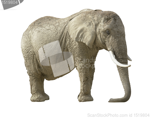 Image of african elephant