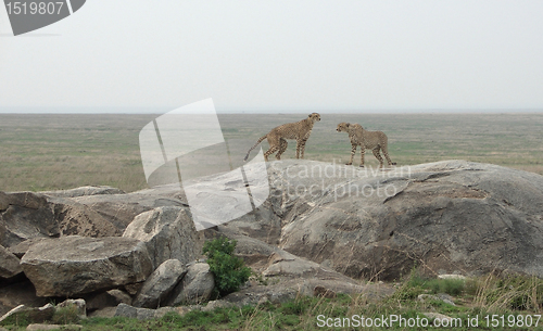 Image of Cheetahs on a stone