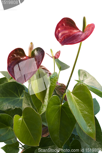 Image of red Flamingo Flower in white back