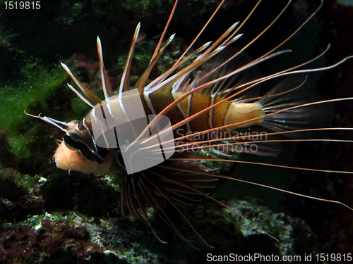 Image of orange and white Lionfish