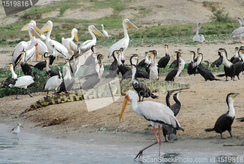 Image of lots of african birds riverside