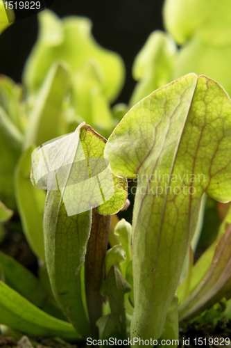 Image of carnivorous plant detail