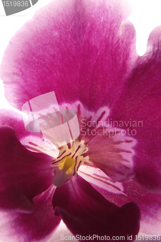 Image of violet orchid