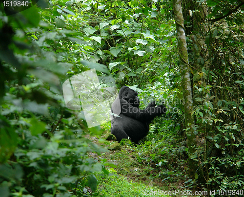 Image of Gorilla in the african jungle