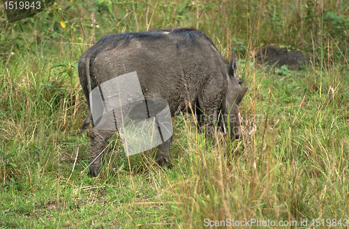 Image of Warthog in Africa
