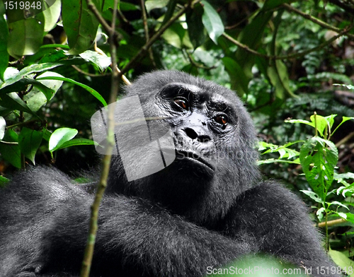 Image of Gorilla portrait
