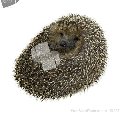 Image of rolled-up hedgehog in white back