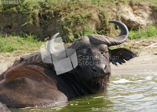 Image of African Buffalo in Uganda