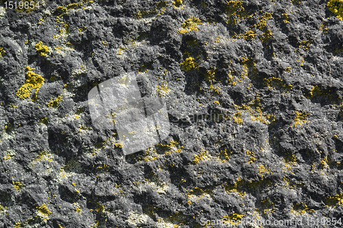 Image of lichen on rough stone