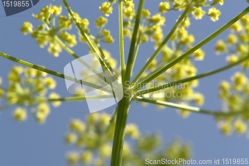 Image of floral fireworks