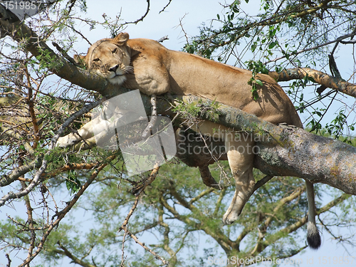 Image of Lion resting on a tree