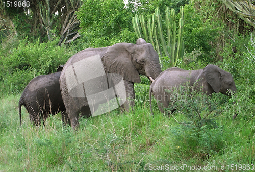 Image of Elephant family in green vegetation